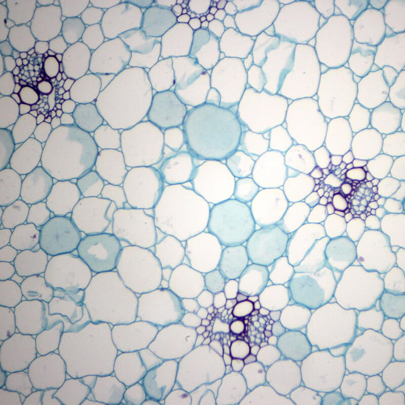 Preparate pentru microscop 100 bucati