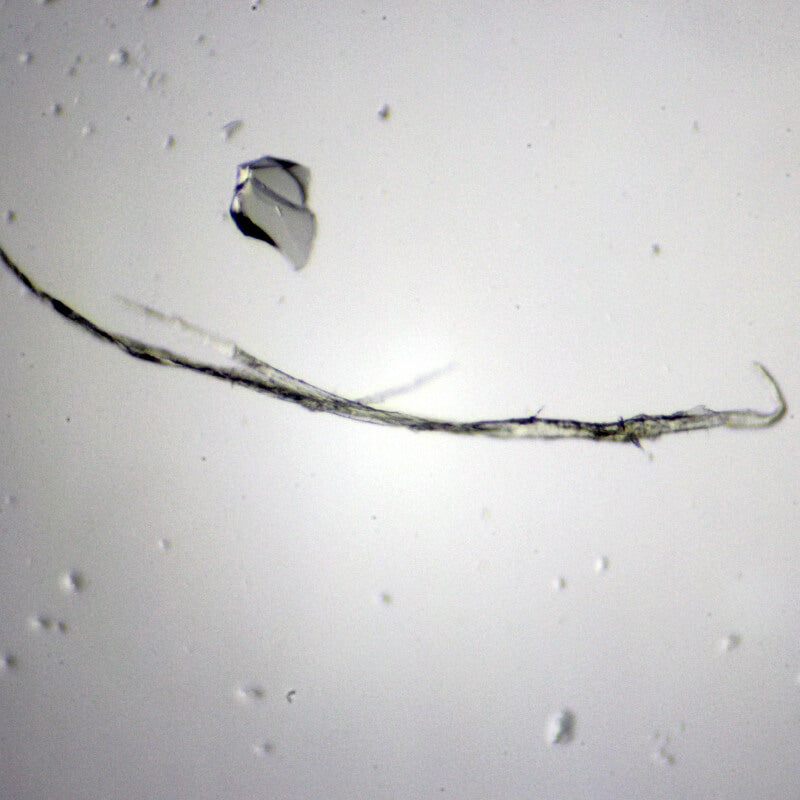 Set preparate zoologica pentru microscop (25 buc)