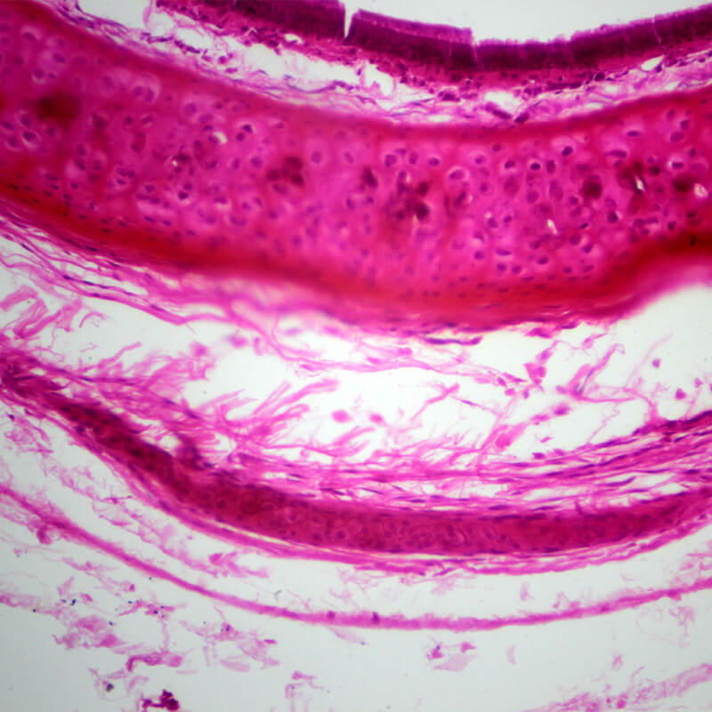 Set preparate anatomie pentru microscop (25 buc)