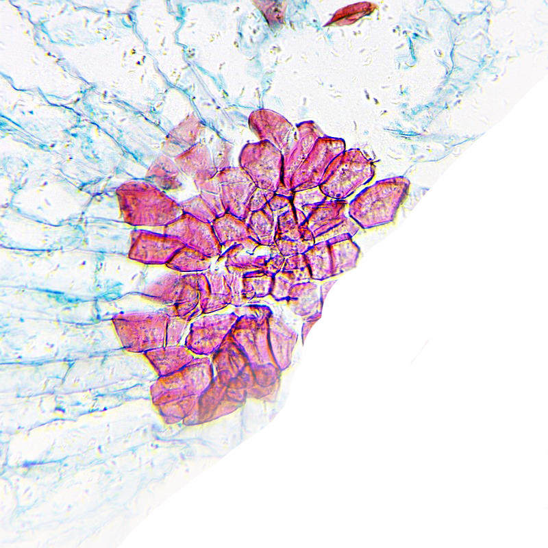 Microscop biologic monocular educational BIM-270M (40-400x) image 6