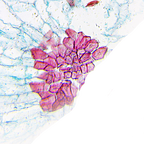 Microscop biologic monocular educational BIM-270M (40-400x) image 6