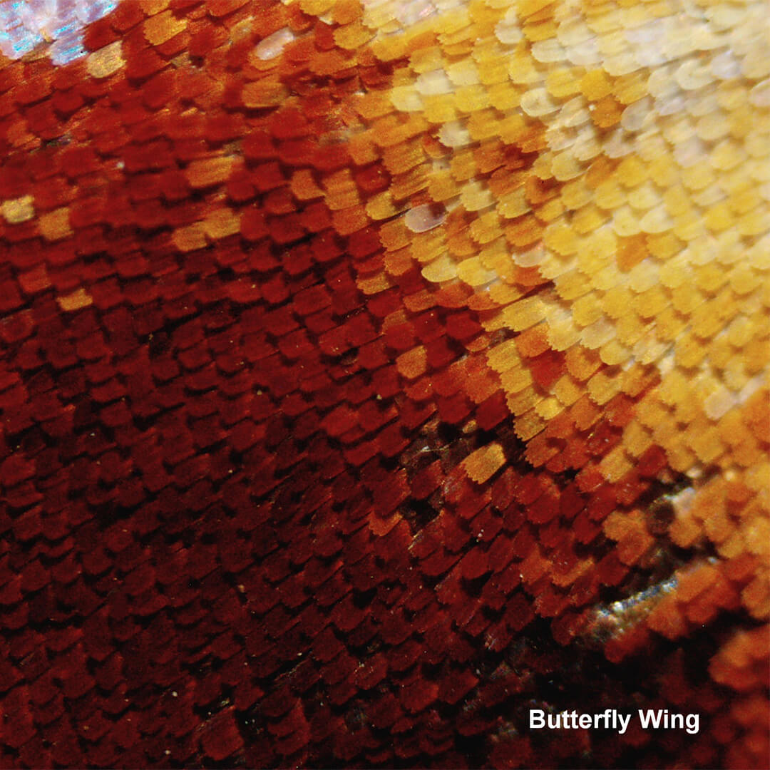 Microscop digital Bresser Biolux Touch 5MP HDMI pentru profesor image 4