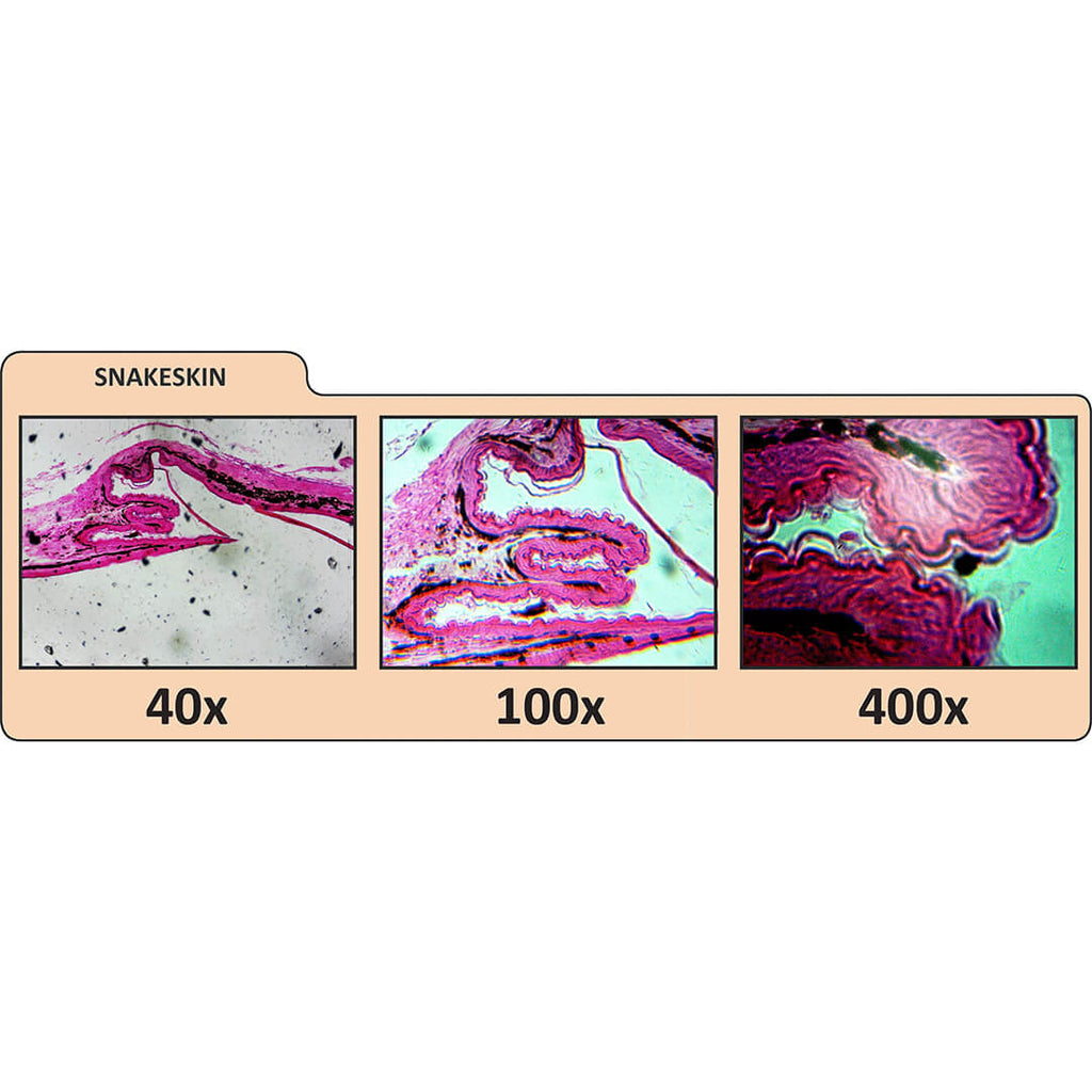 Microscop digital Celestron LCD II pentru profesori image 4
