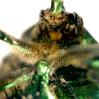 Mini microscop digital Celestron image 4