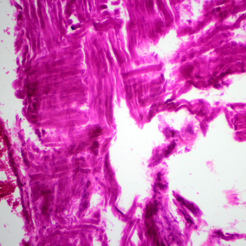 Set preparate anatomie pentru microscop (25 buc)