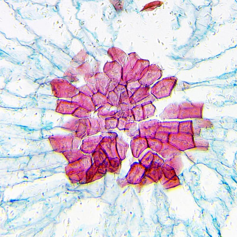 Microscop biologic monocular educational BIM-270M (40-400x)