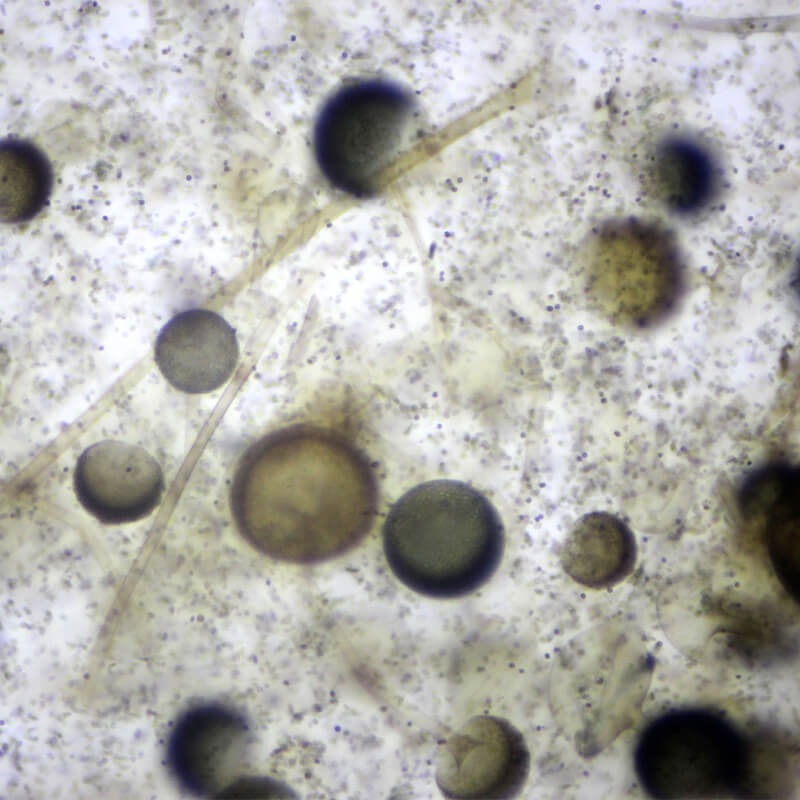 Preparate pentru microscop 100 bucati