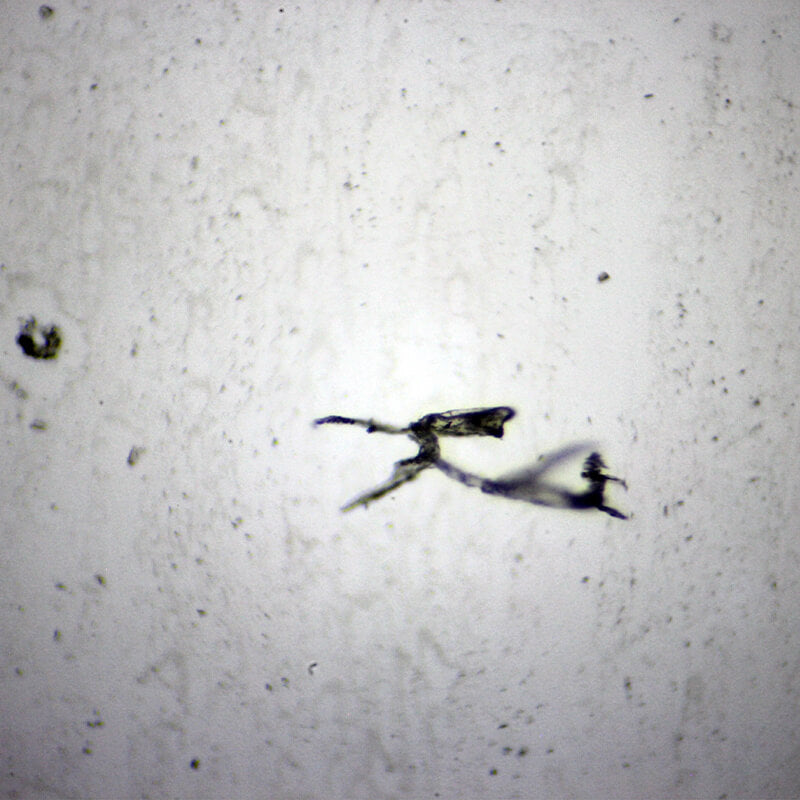 Preparate pentru microscop 100 bucati