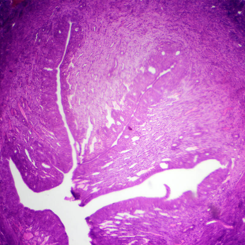 Set preparate mixt pentru microscop (25 buc)