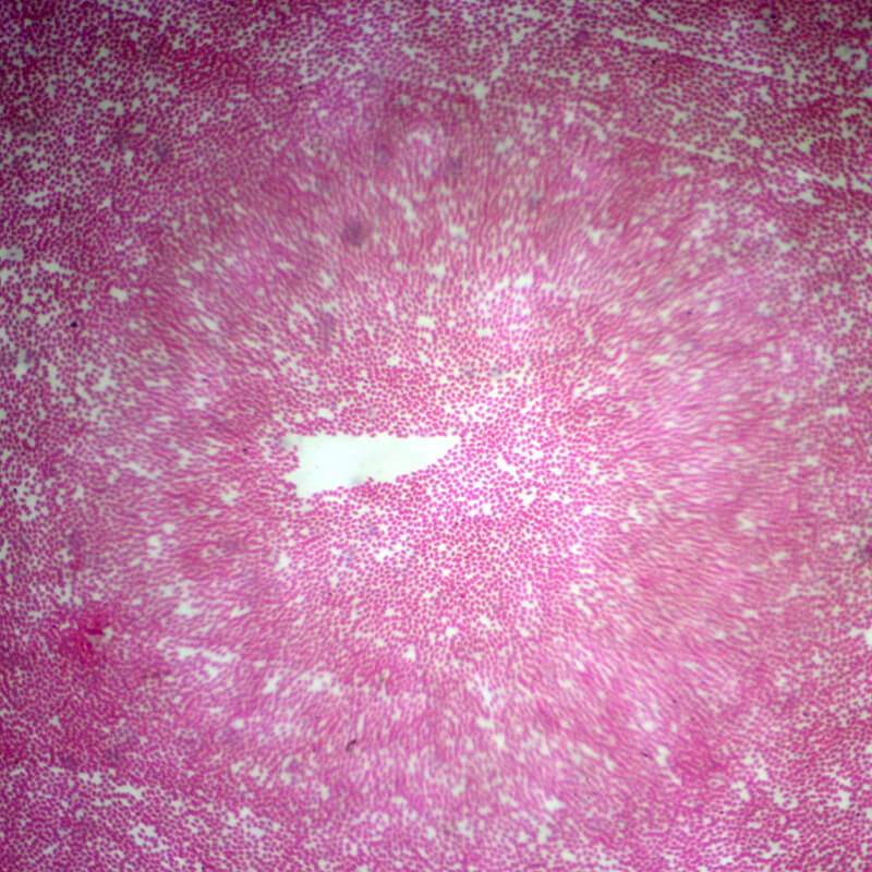 Set preparate mixt pentru microscop (25 buc)