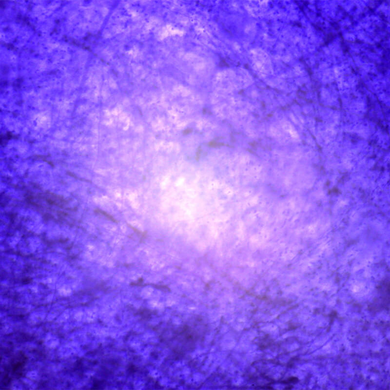 Set preparate gimnasiu pentru microscop (25 buc)