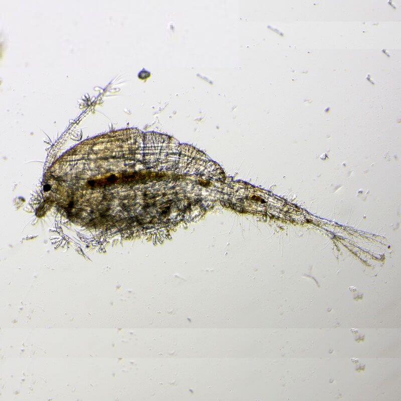 Microscop biologic monocular educational BIM-270M (40-400x)