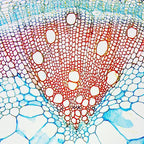 Microscop biologic BIM-105B (40x - 1000x) (resigilat) image 3