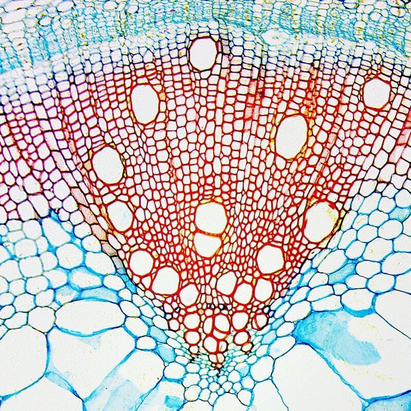 Microscop biologic BIM-105B (40x - 1000x) (resigilat) image 5