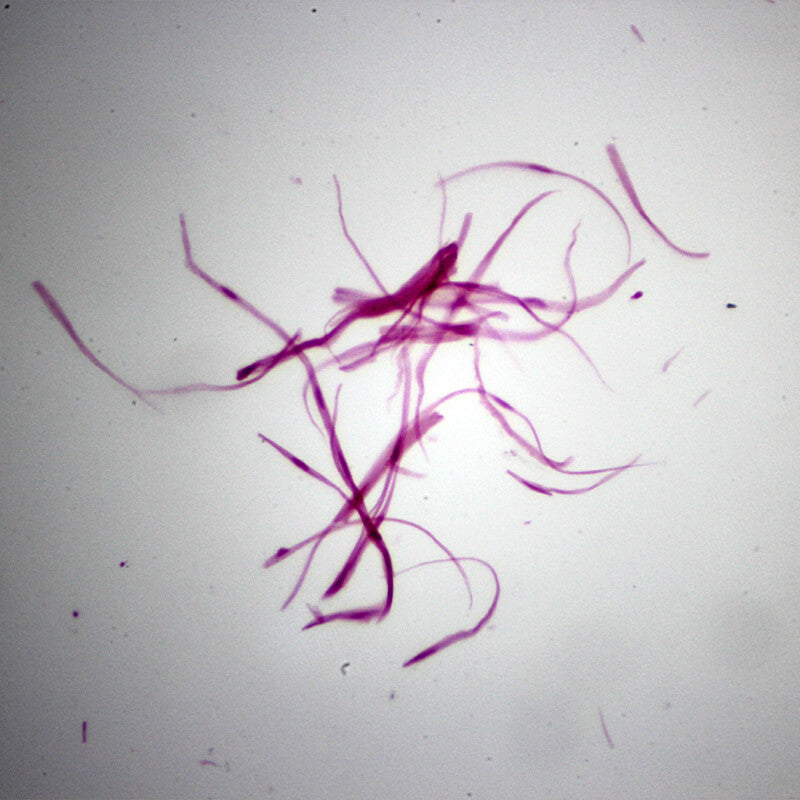 Set preparate anatomie pentru microscop (25 buc)