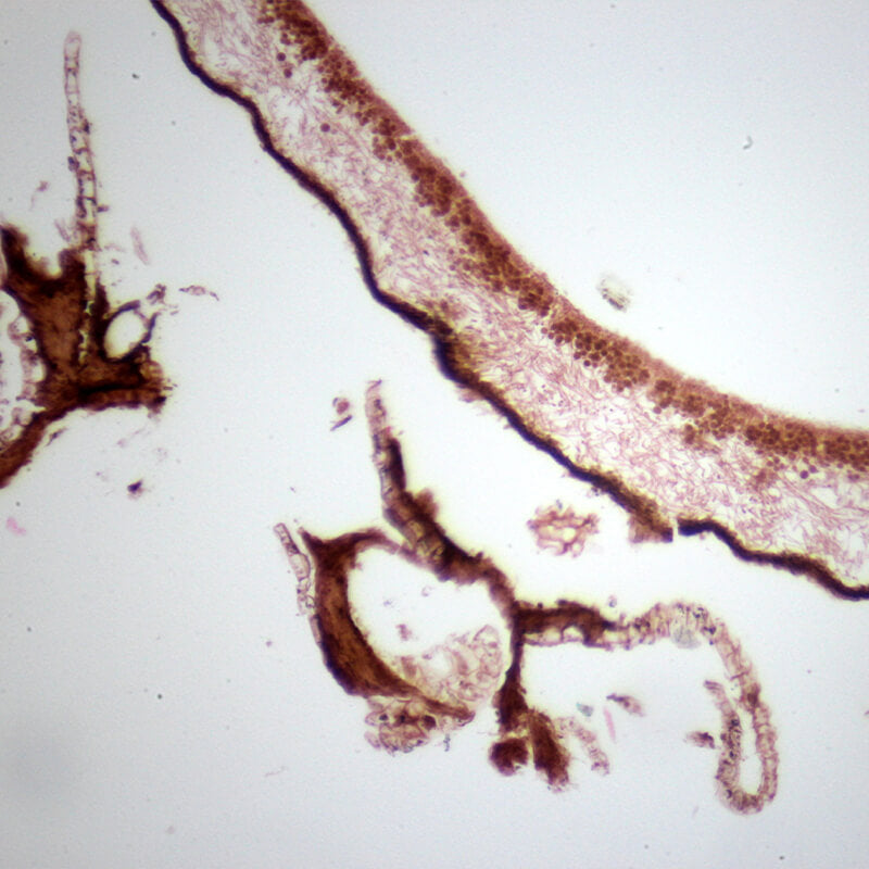 Preparate pentru microscop 100 bucati