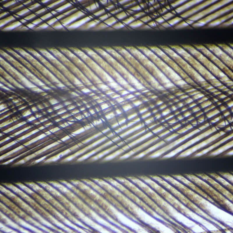 Set preparate zoologica pentru microscop (25 buc)