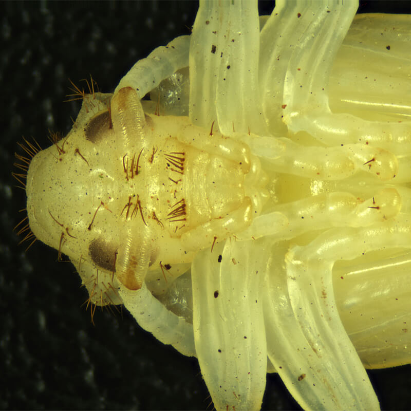 Microscop stereo Delta SZ-430-T PLAN (7-30x)