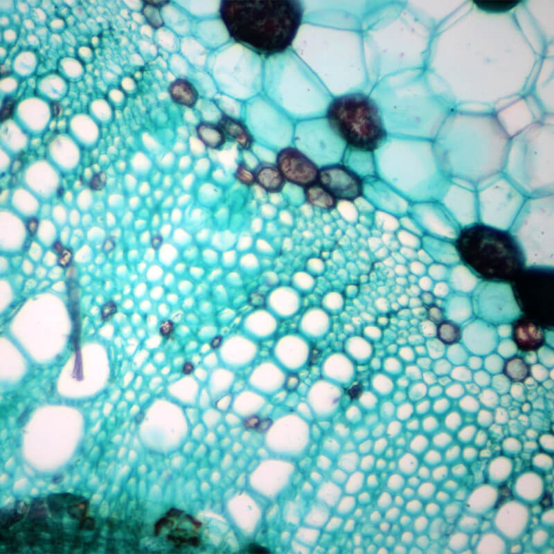 Set preparate botanica pentru microscop (25 buc)