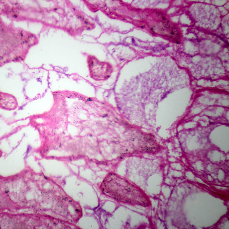 Set preparate zoologica pentru microscop (25 buc)