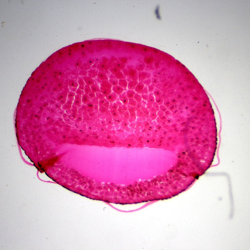 Set preparate mixt pentru microscop (25 buc)