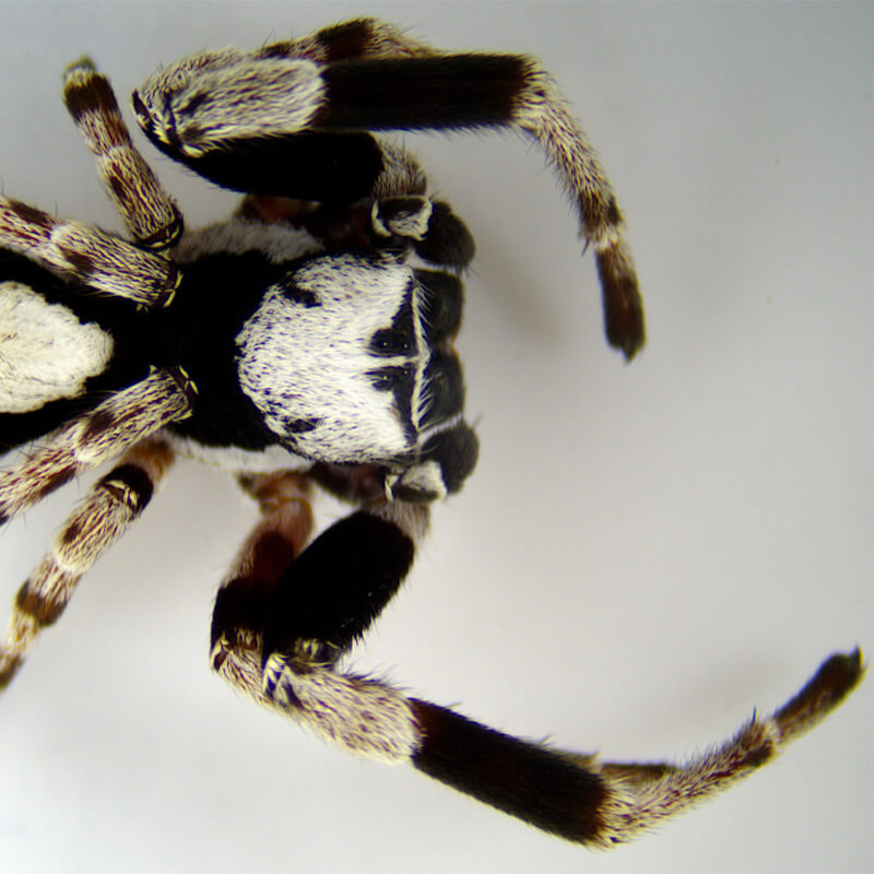 Microscop stereo Delta SZ-430-T PLAN (7-30x)