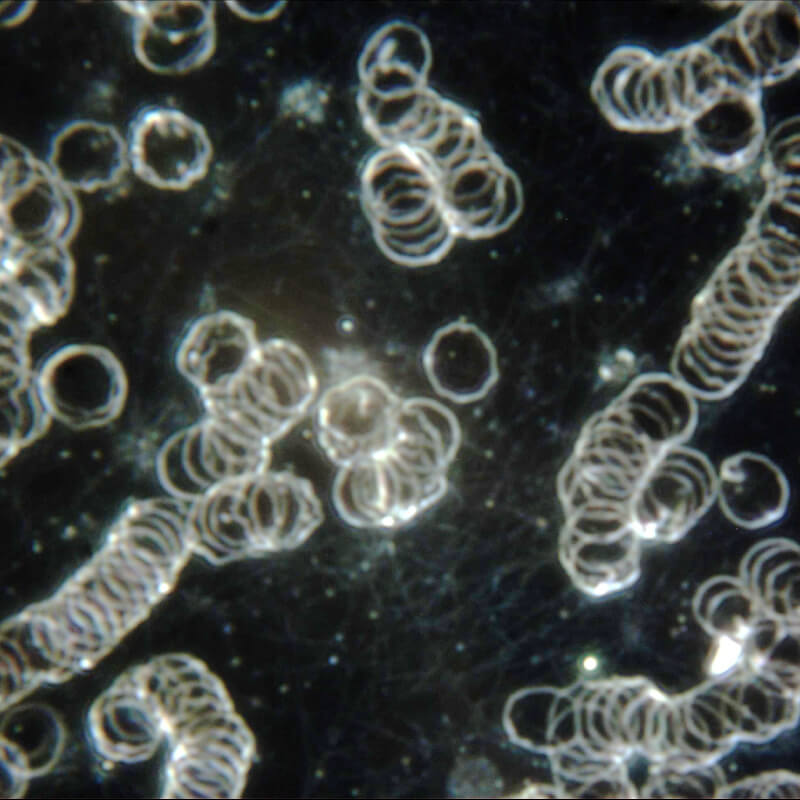 Microscop LACERTA LIS-CDF