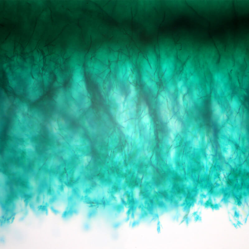 Preparate pentru microscop 100 bucati