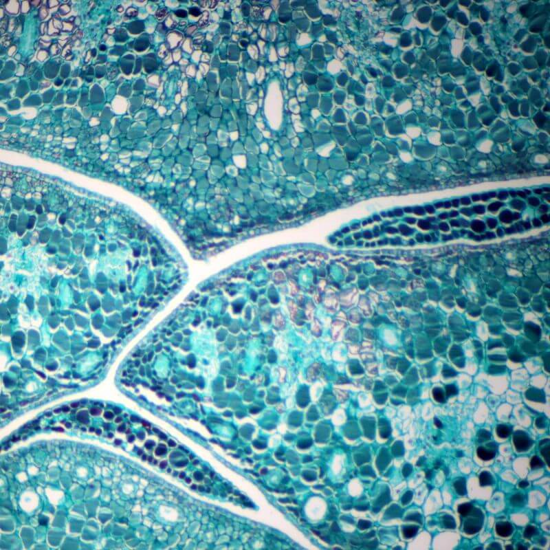 Adaptor foto DSLR pentru microscop biologic set 1 FF image 6