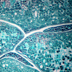 Adaptor foto DSLR pentru microscop biologic set 1 FF image 6