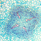 Set microscop biologic Student 12 cu camera (40-640x) pentru copii si elevi (resigilat)