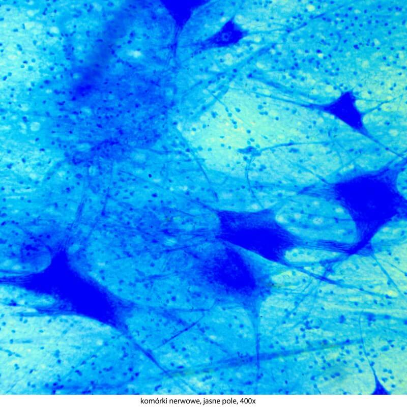 Microscop biologic trinocular DELTA Genetic Pro Trino (40x-1000x)