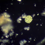 Condensator camp intunecat N.A 0.9 Delta Genetic Pro image 5