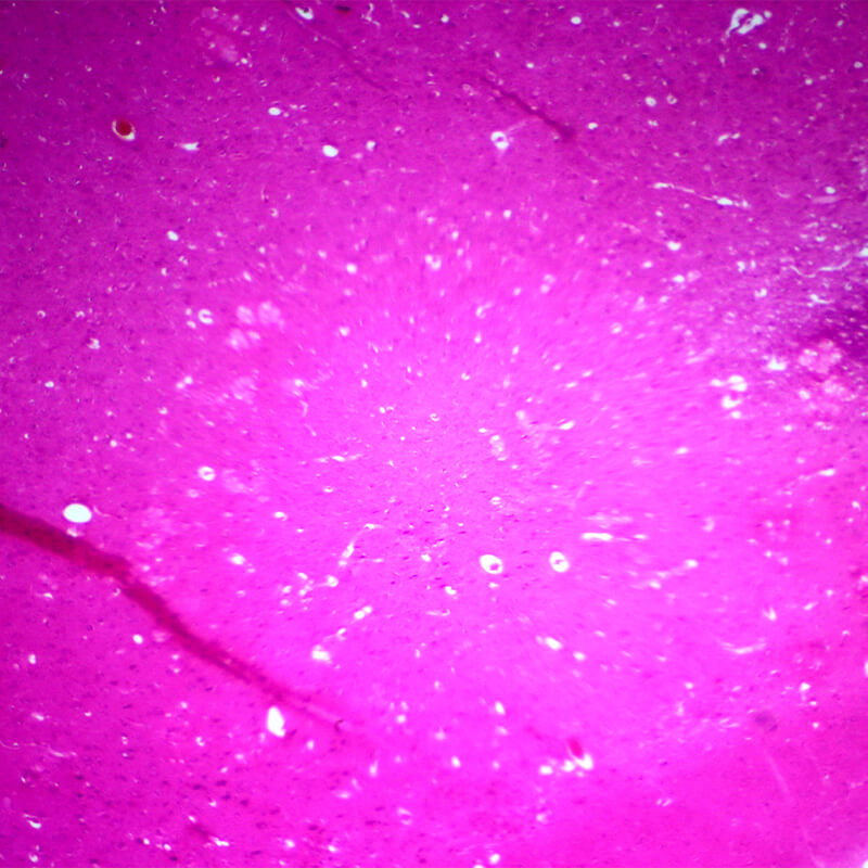 Set preparate mixt pentru microscop (25 buc)