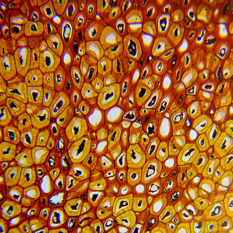 Set microscop biologic pentru copii si elevi BioLight 100 Alb (40-400x)