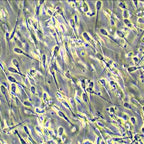Microscop biologic trinocular BIM-312T semi-PLAN (40x - 1000x) image 4