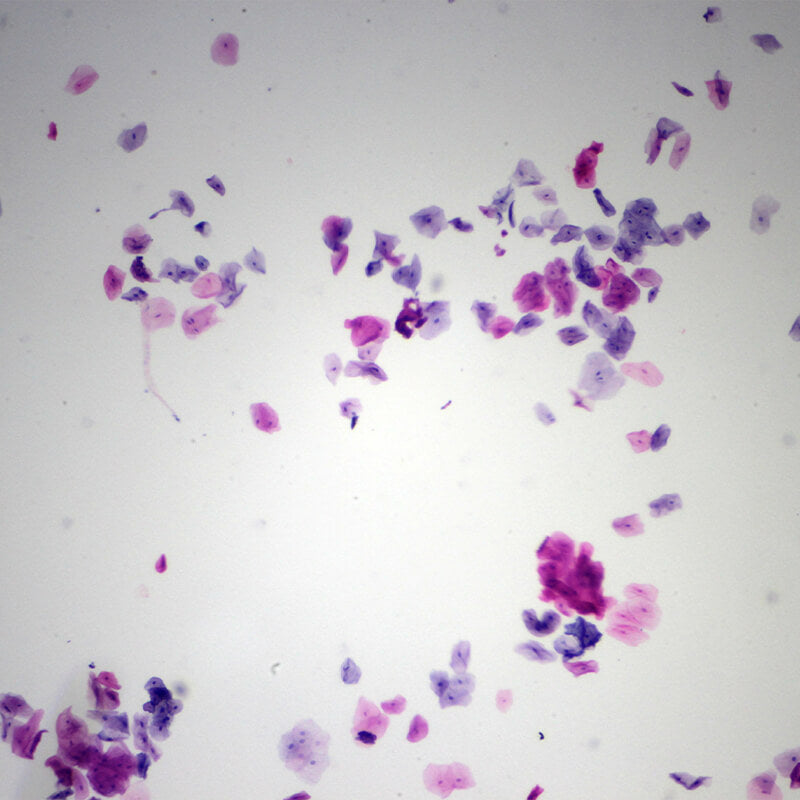 Set preparate mixt pentru microscop (25 buc)