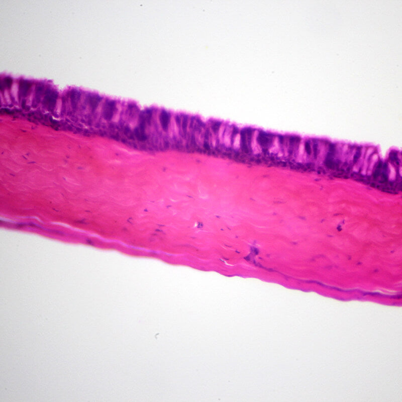 Set preparate anatomie pentru microscop (25 buc)