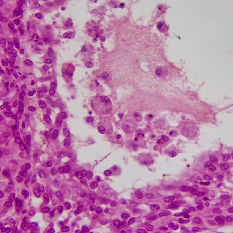 Microscop biologic binocular BIM-135B EA semiPLAN (40x-1000x) image 5