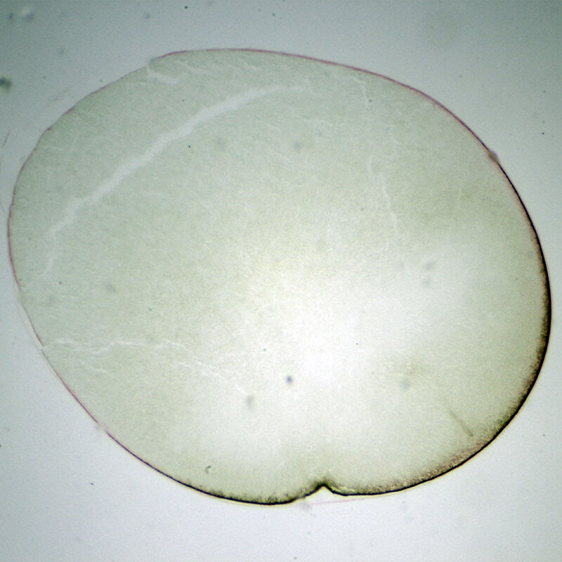 Set preparate mixt pentru microscop (25 buc)