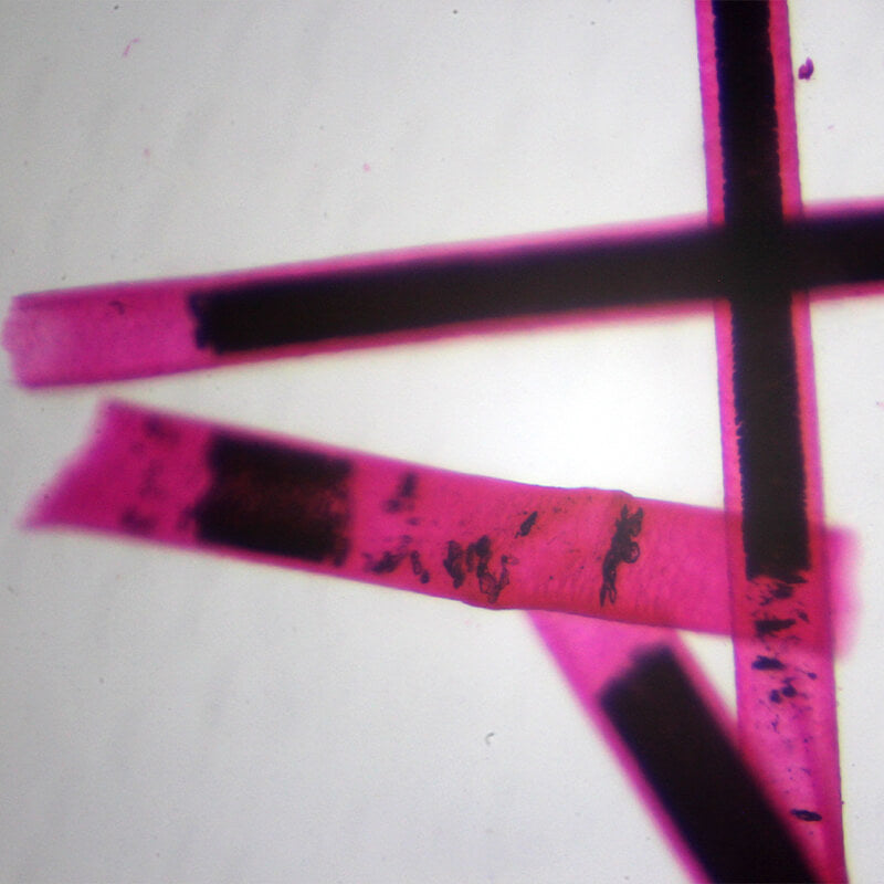 Set preparate zoologica pentru microscop (25 buc)