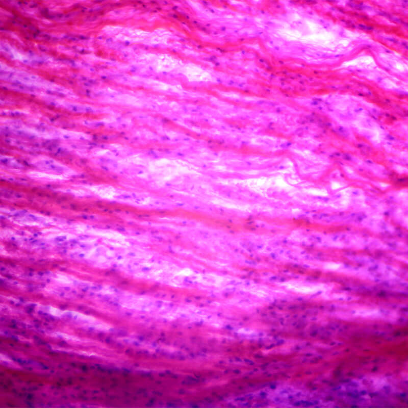 Set preparate anatomie pentru microscop (25 buc)