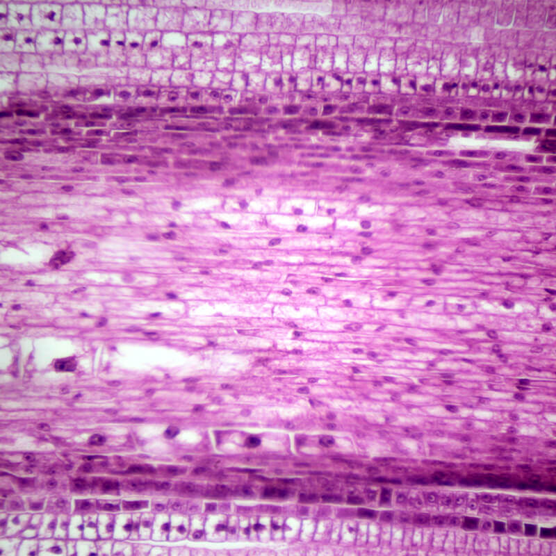 Preparate pentru microscop 100 bucati