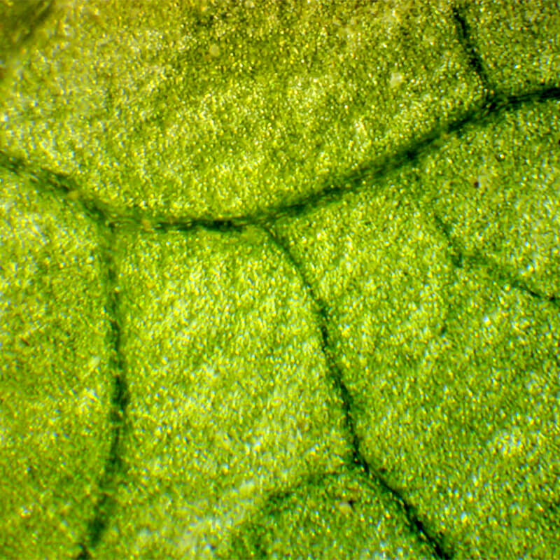 Microscop biologic binocular educational BIM-270B (40-400x)