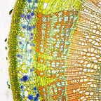 Set microscop biologic Student 12 cu camera (40-640x) pentru copii si elevi image 5