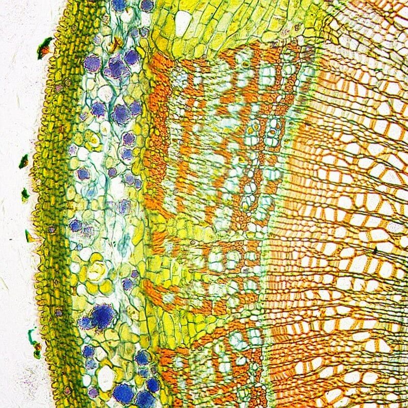 Set microscop biologic Student 12 cu camera (40-640x) pentru copii si elevi image 5