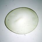 Set preparate mixt pentru microscop (25 buc) image 3