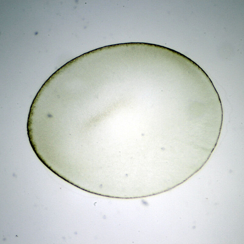 Set preparate mixt pentru microscop (25 buc) image 3