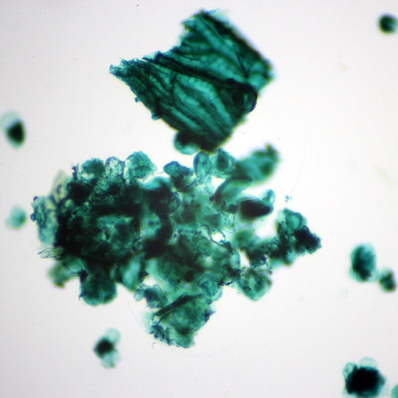 Set preparate botanica pentru microscop (25 buc)