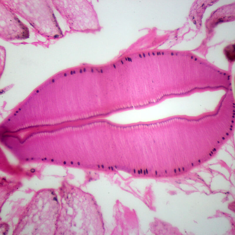 Set preparate zoologica pentru microscop (25 buc)